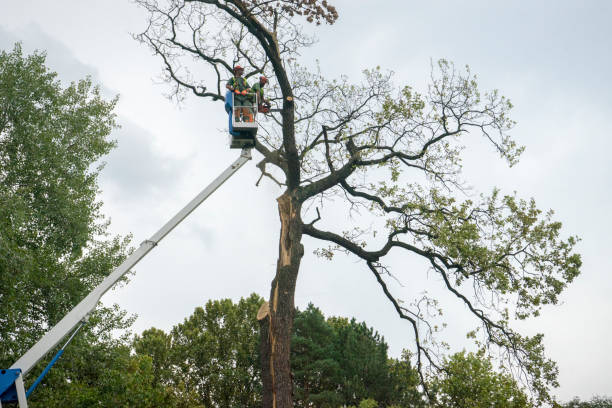 Best Stump Grinding and Removal  in New Oxford, PA