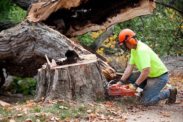  New Oxford, PA Tree Services Pros