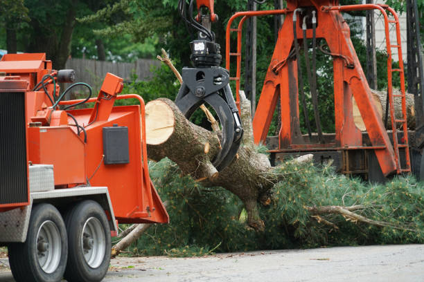 Best Palm Tree Trimming  in New Oxford, PA