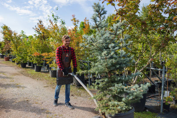 How Our Tree Care Process Works  in  New Oxford, PA